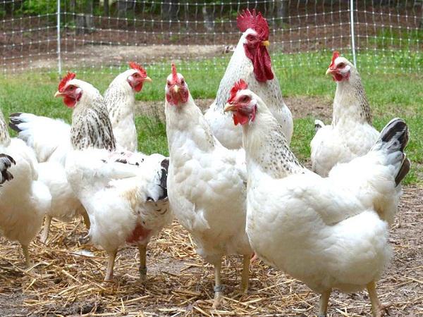 تاپیر هیومیک اسید در کود مرغی مایع 