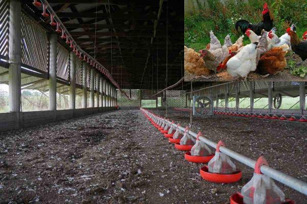 تولید کننده کود مرغی فراوری شده بسته بندی