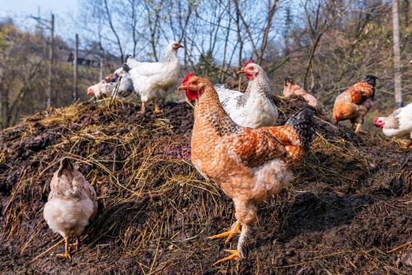 بررسی انواع مختلف کود مرغی در بازار 